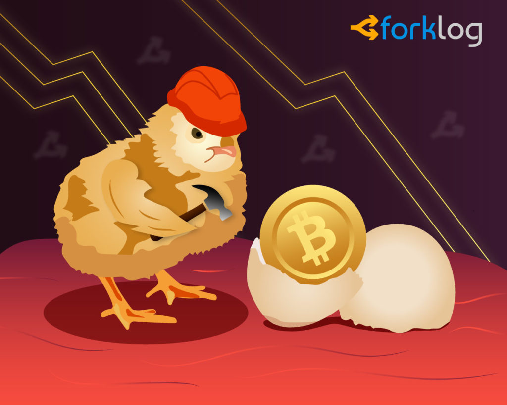 Whales or Rookies: Who's to Blame for Bitcoin Crash?