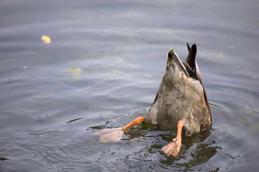 21086323376_a9dd5847fb_b