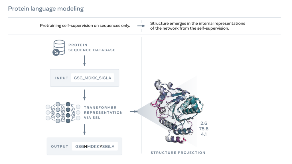 Meta AI разработала конкурента DeepMind AlphaFold
