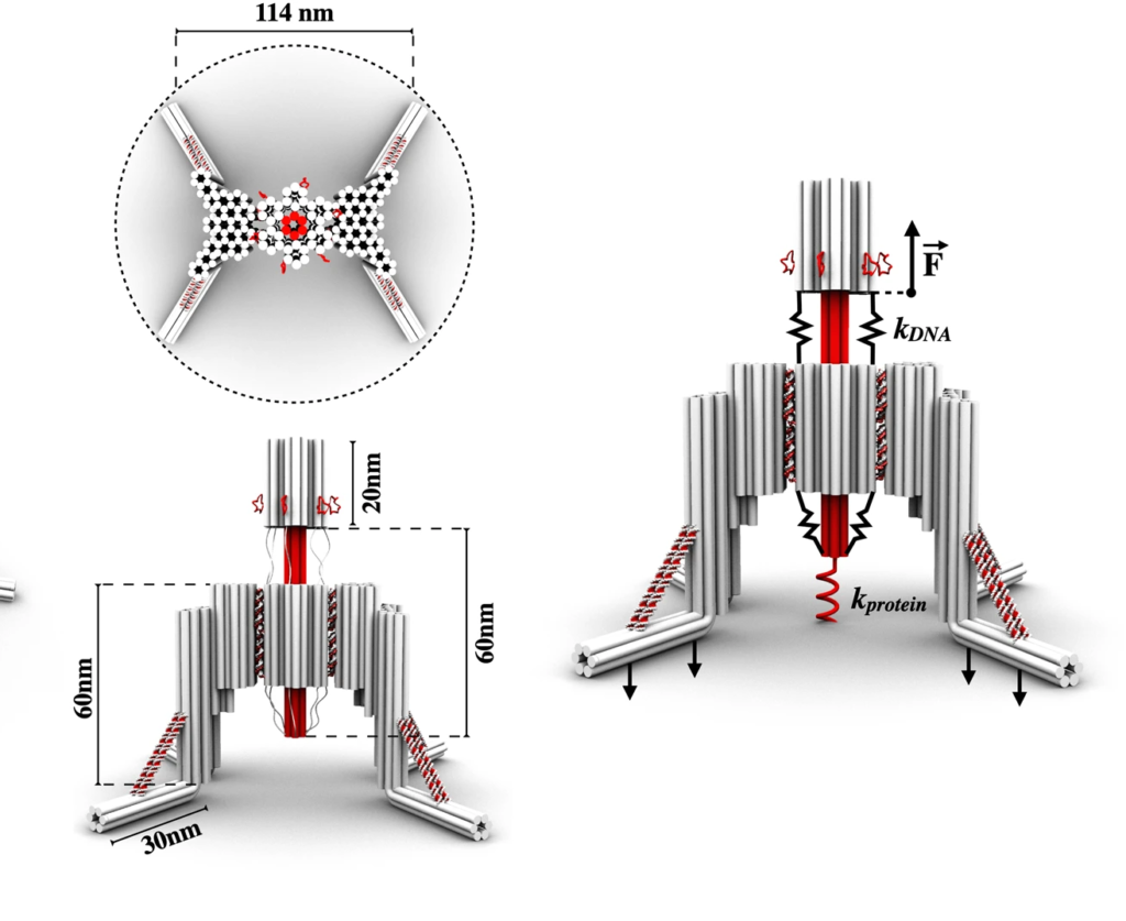 Ученые создали робота из ДНК, TikTok представила конкурента DALL-E и другие новости из мира ИИ