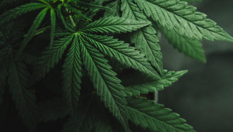 Блокчейн в энергосистемах США, цепи поставок каннабиса и другие инициативы по внедрению технологии