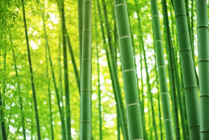 bamboo