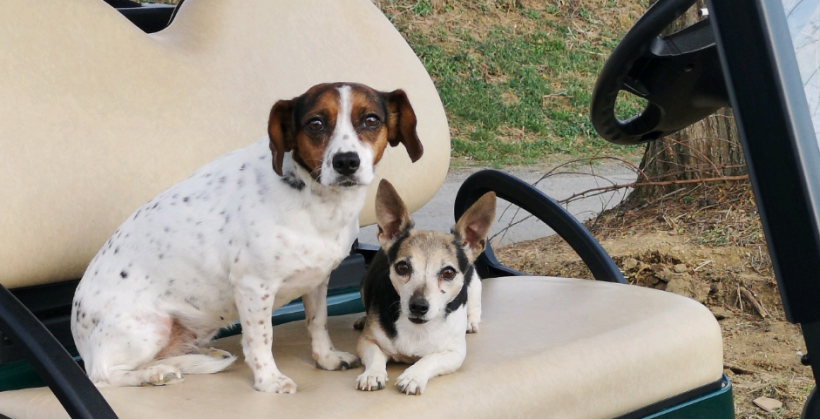 Гольф-клубы и отдых на Мальте: как семейная пара из Австрии совершила экзит-скам платформы My Crypto Trade