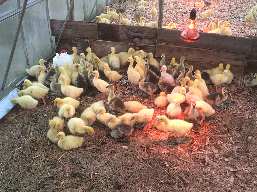 По пути Колионово: российская ферма выпустит токены, обеспеченные утками, гусями и козлятами