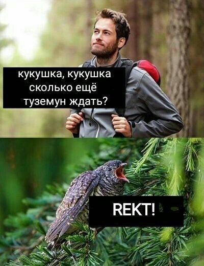 Образец кала или ракета: как менялось отношение трейдеров к альткоинам