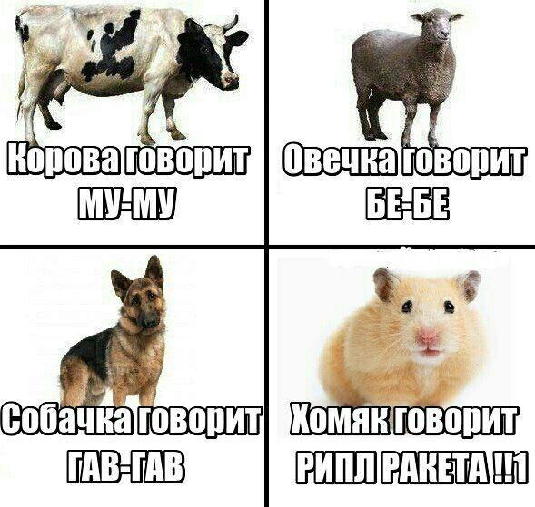 Образец кала или ракета: как менялось отношение трейдеров к альткоинам