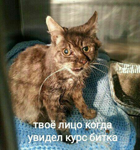 Будем падать, пока не вырастем: даунтренд-2018 в мемах