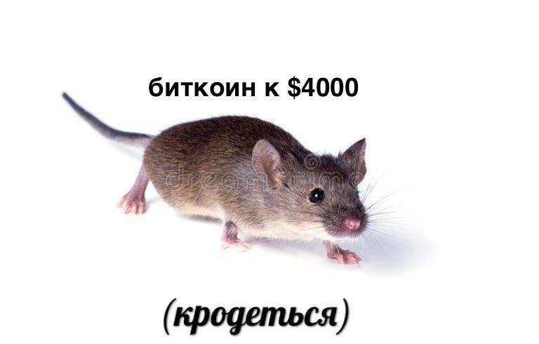 Торговать пьяным на бирже — к беде, и другие народные криптоприметы