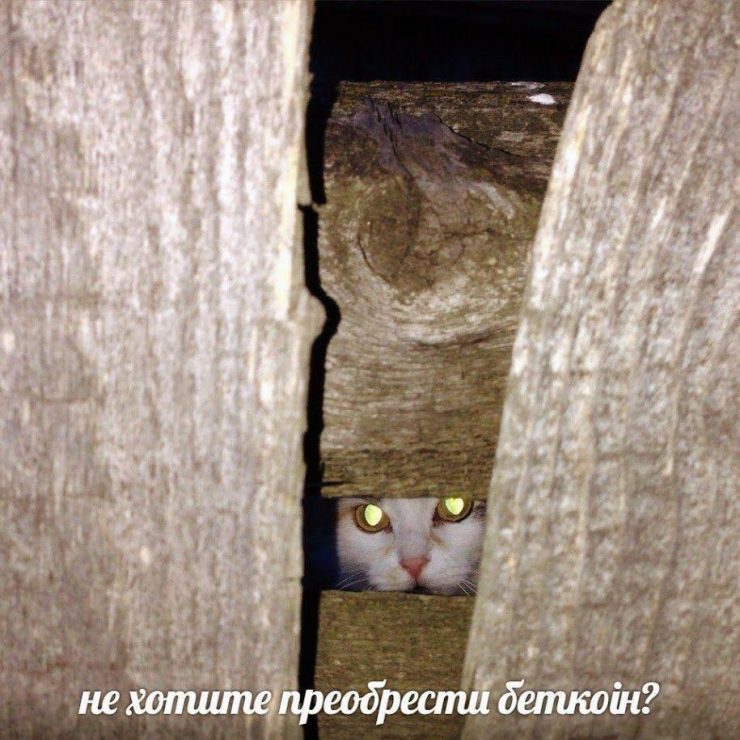 Возвращение блудного туземуна: биткоин взлетел до $5000 и наше настроение тоже