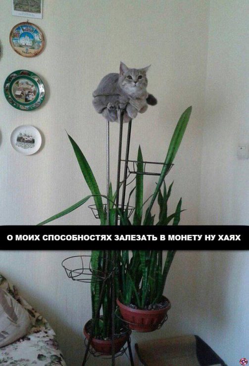 Клуб успешных людей: тут повсюду графики, падающий биткоин и нулевой профит