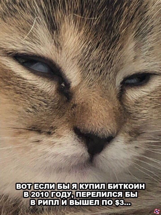 Клуб успешных людей: тут повсюду графики, падающий биткоин и нулевой профит