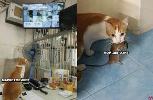 Эй, криптотрейдер, попахиваешь бедностью: мем-обзор недели