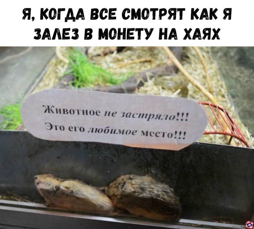 Не застрял в шитках, а нашел зону комфорта: правдивые субботние мемы