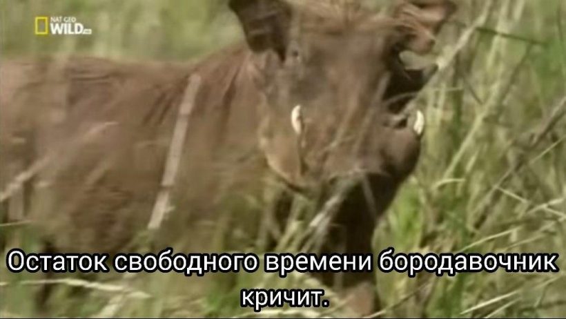 На дне с нефтью, Covid-19 и биткоином: самые вирусные мемы недели