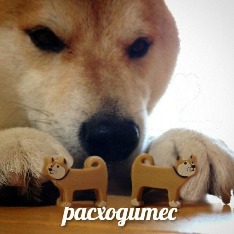 Останься дома: смотри, какие мемы про биткоин и не только!