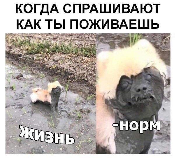 Рыночек порешает, биткоин отрастет: запасаемся мемами на карантин