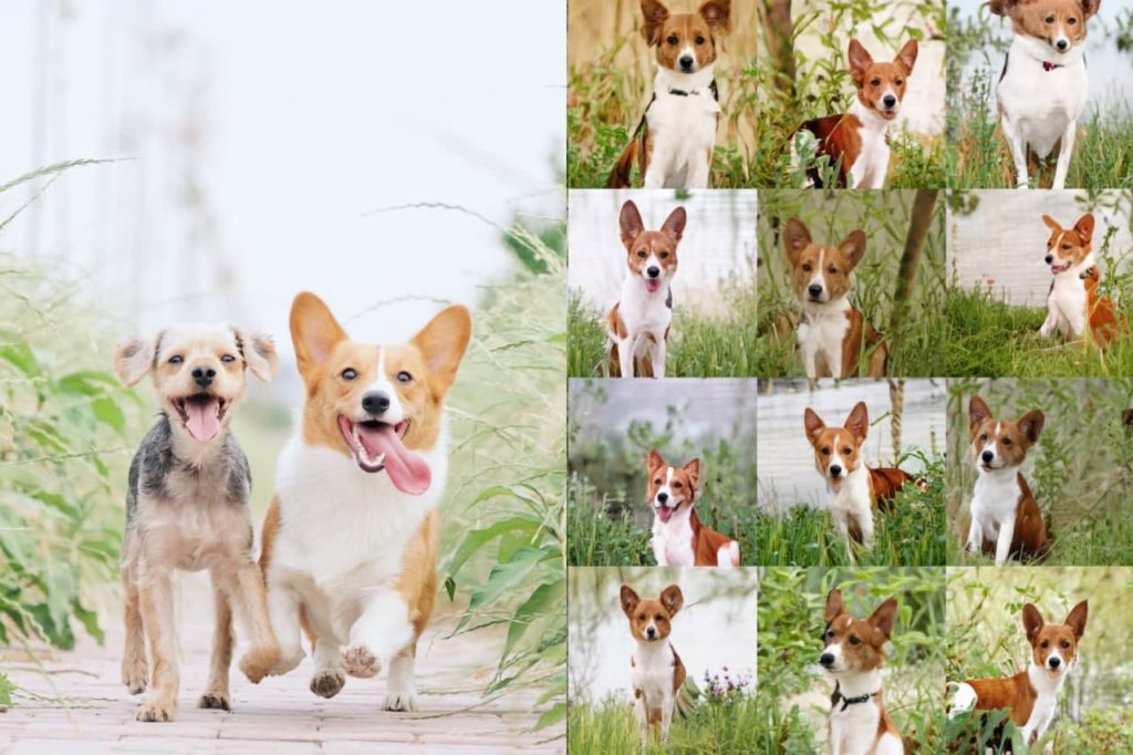 Tesla научилась распознавать полицейские авто, алгоритм расшифровал древние письмена и другие новости из мира ИИ